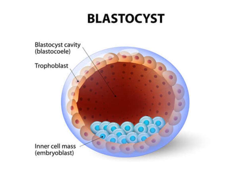Blastocyst culture